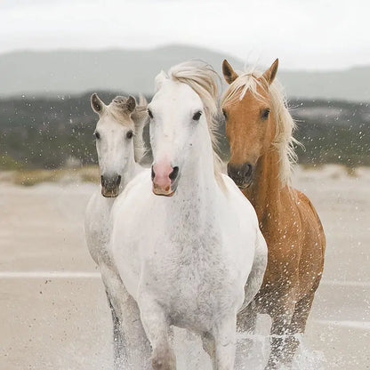 A Herd of Galloping White Horses Girl Bedroom Photo Wallpaper (W x H) 368cm x 254cm (144" x 100")