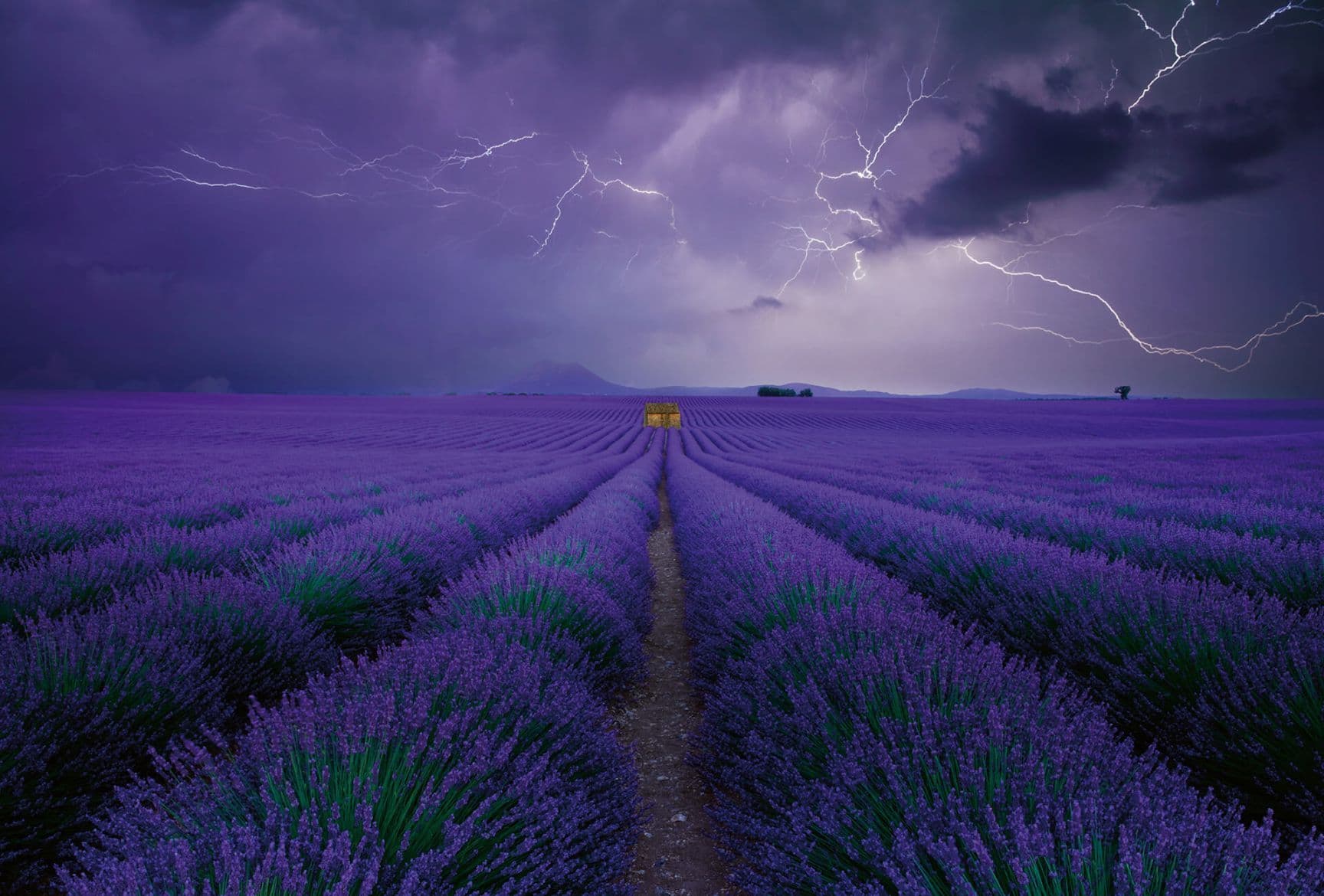 Field of Lavender Landscape Wallpaper Mural Idealdecor