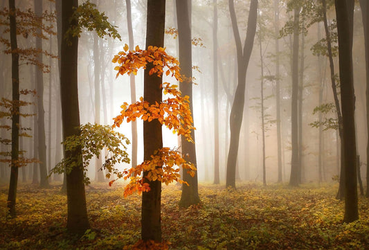 Foggy Autumn Forrest Wallpaper Mural Idealdecor