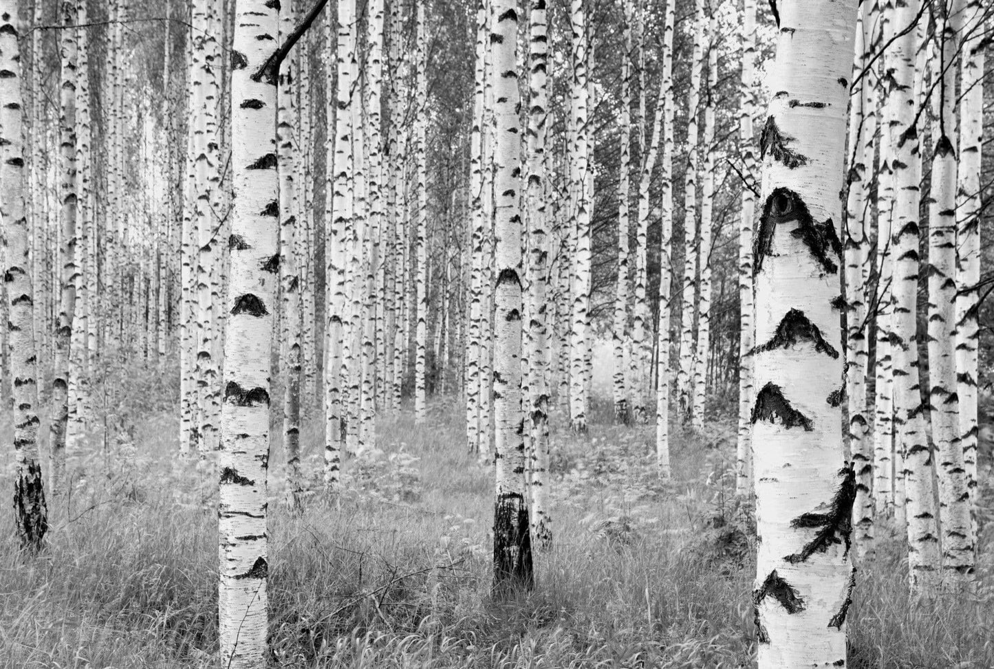 Black and White Trees Forest Non-Woven Wall Mural 