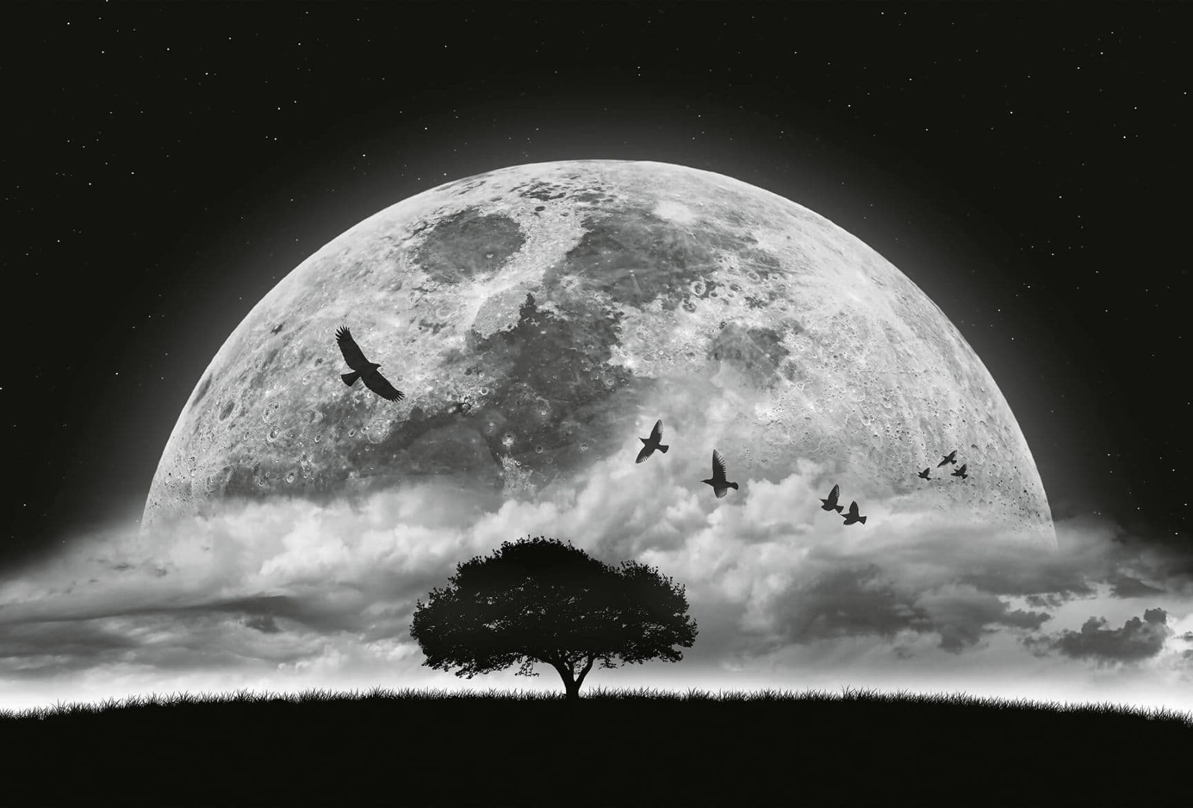 Moon and Birds Black Wallpaper Mural Idealdecor