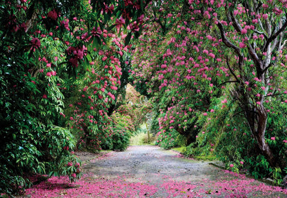 Park Alley Ping and Green Trees Photo Wallpaper (W x H) 368cm x 254cm (144" x 100")