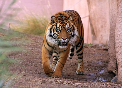 Tiger Lider wild cat Photo Wallpaper Nice Wall