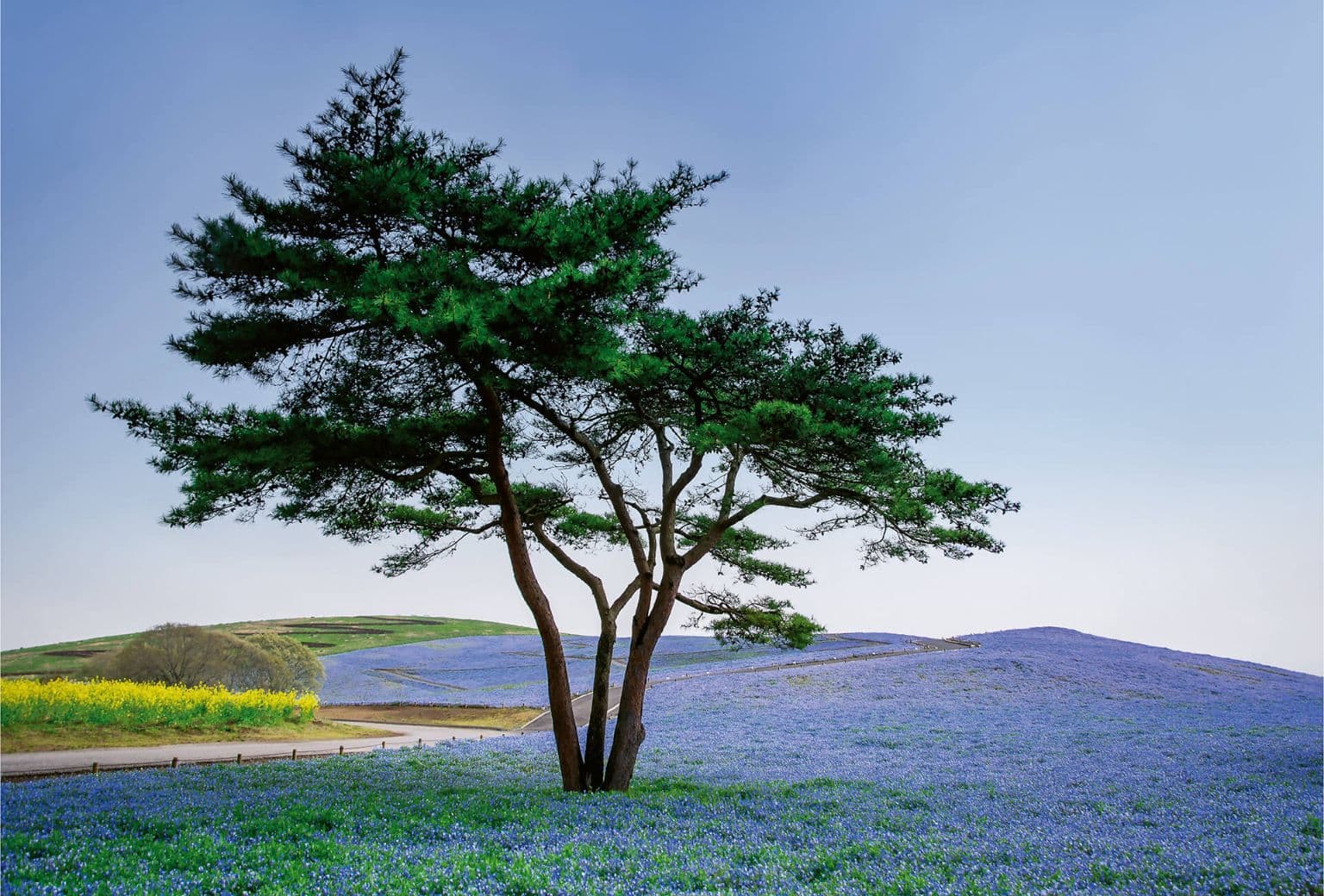 Tree on the middle of the Blue Flower Field Wallpaper Mural Idealdecor