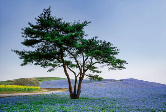 Tree on the middle of the Blue Flower Field Wallpaper Mural Idealdecor