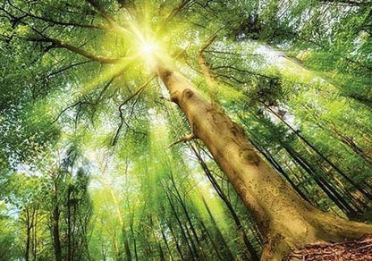 Green Summer Forest Scenery Non-woven Photo Wallpapers