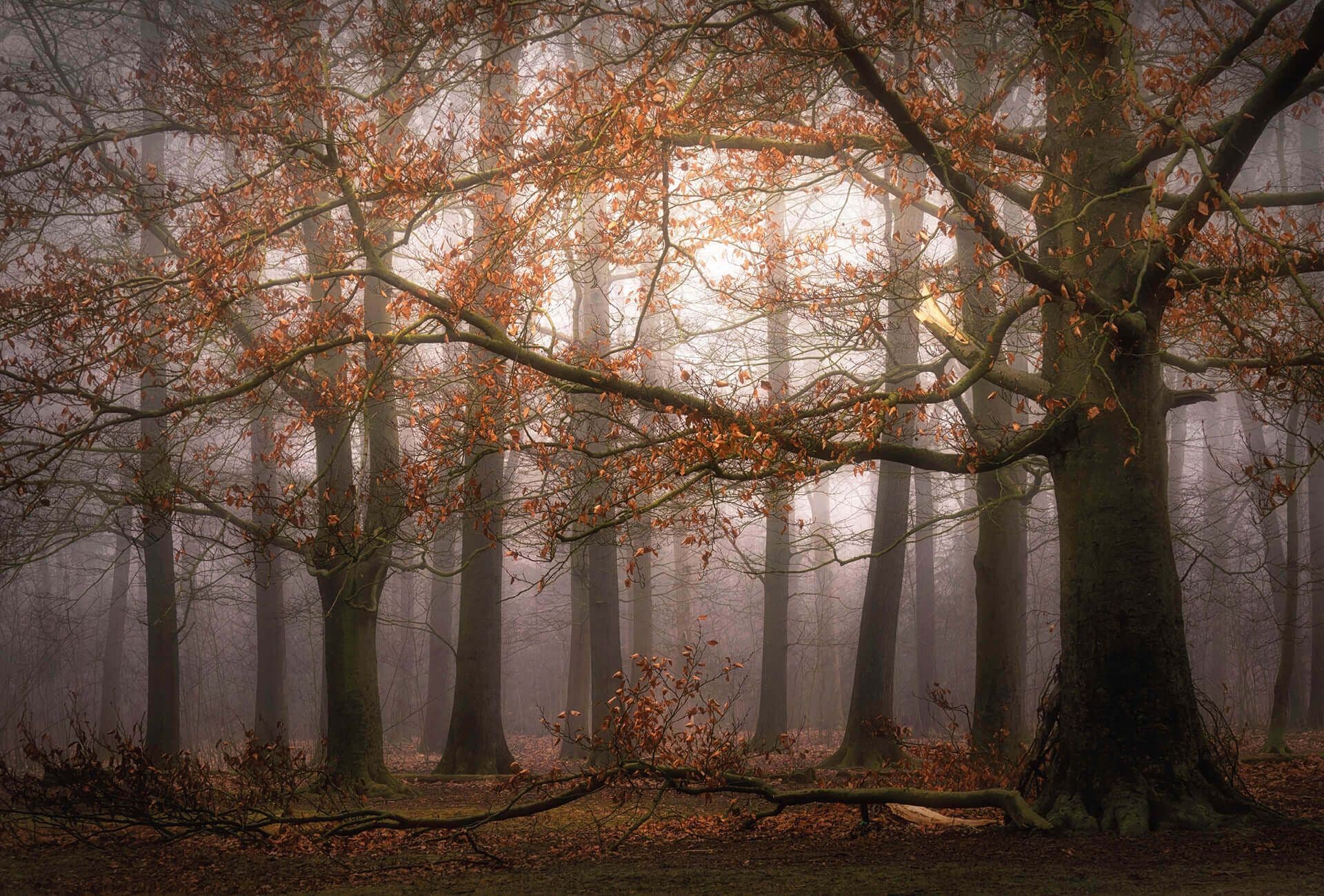 Foggy Autumn Forest Wallpaper Mural Idealdecor