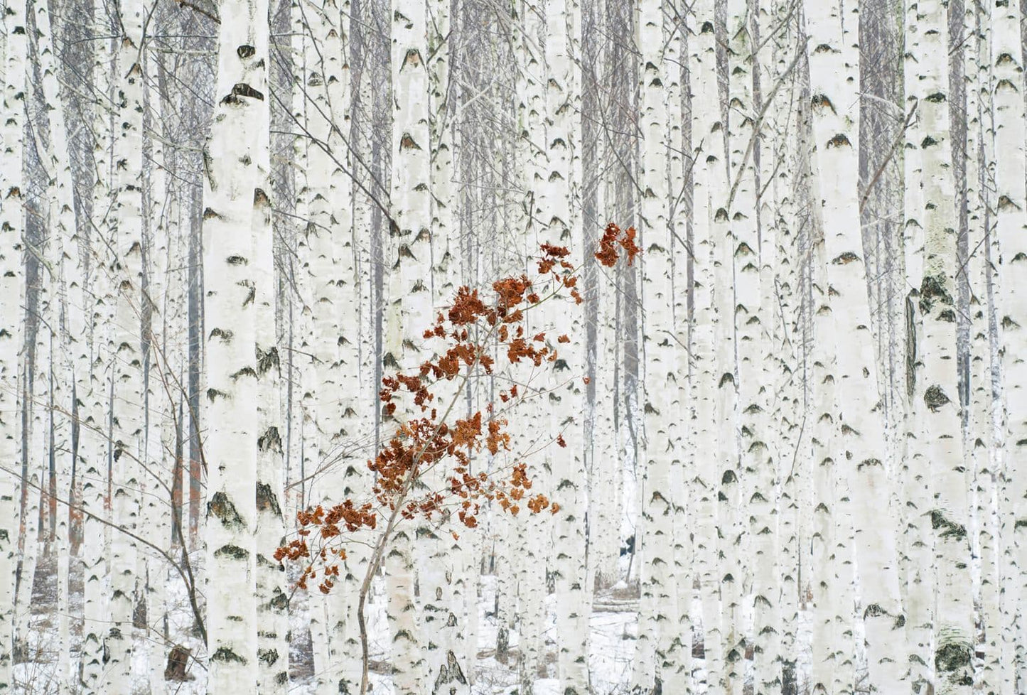 White Birch Forest Wallpaper Mural Idealdecor