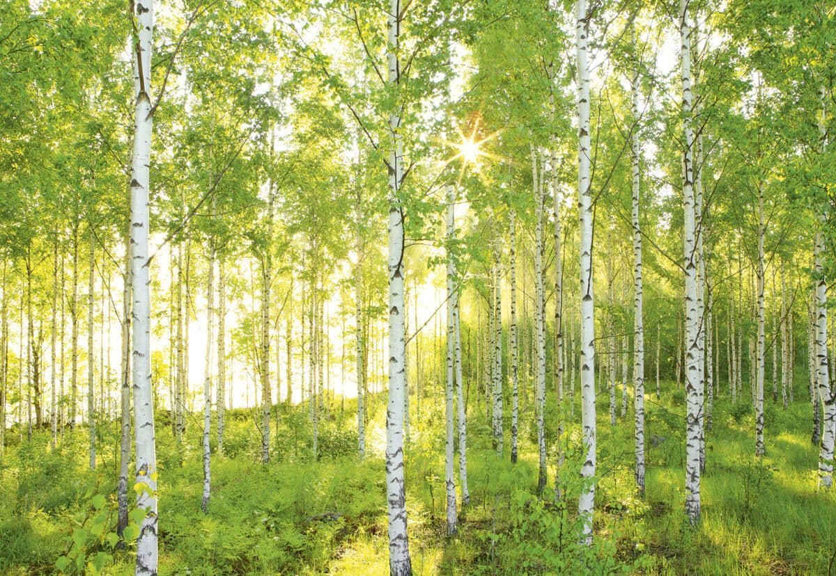 Green Summer Forest Photo Wallpaper National Geographic