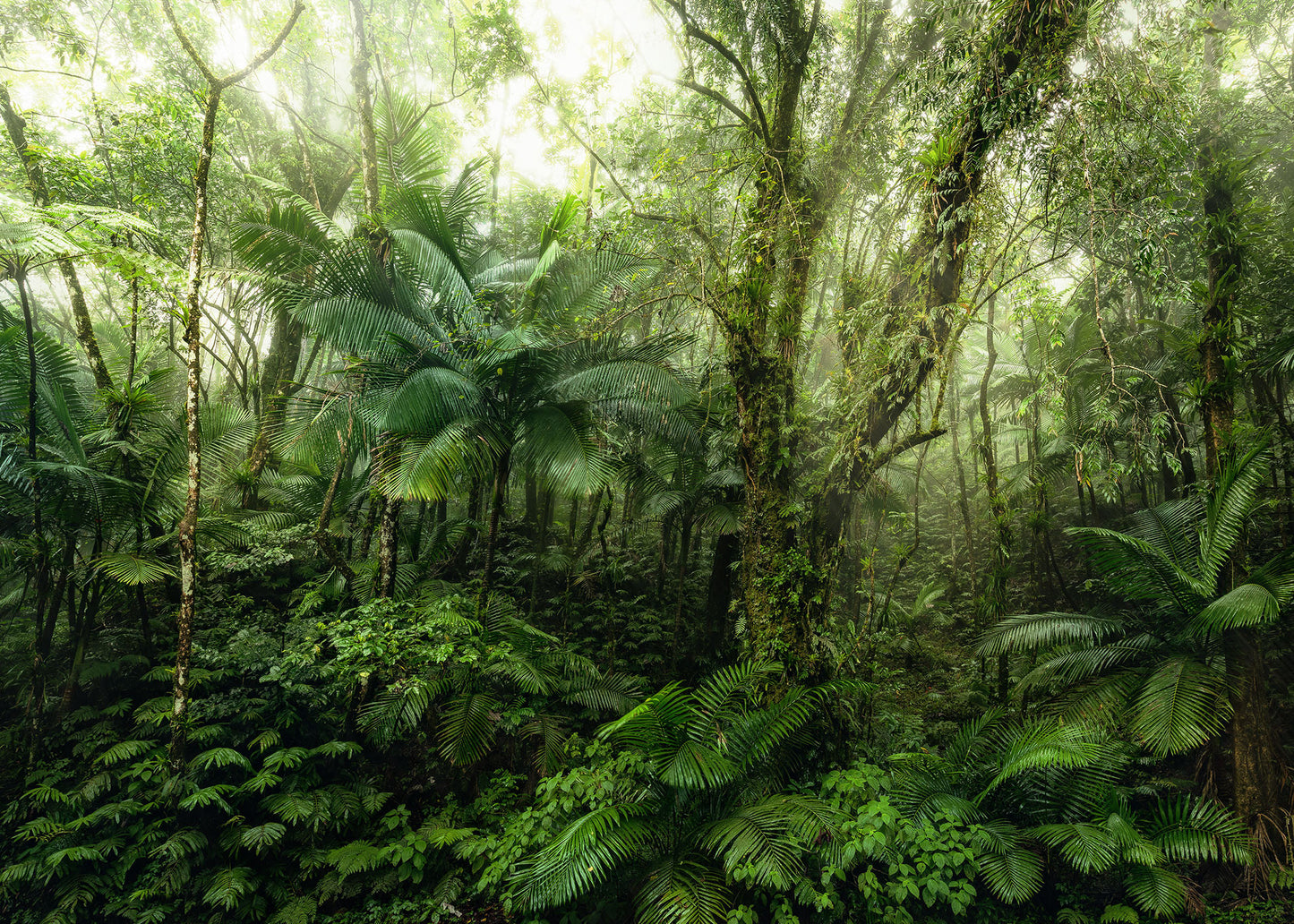 Green Jungle Living Room Nature Non-woven photo wallpaper  350 cm x 250 cm | 137" x 98"