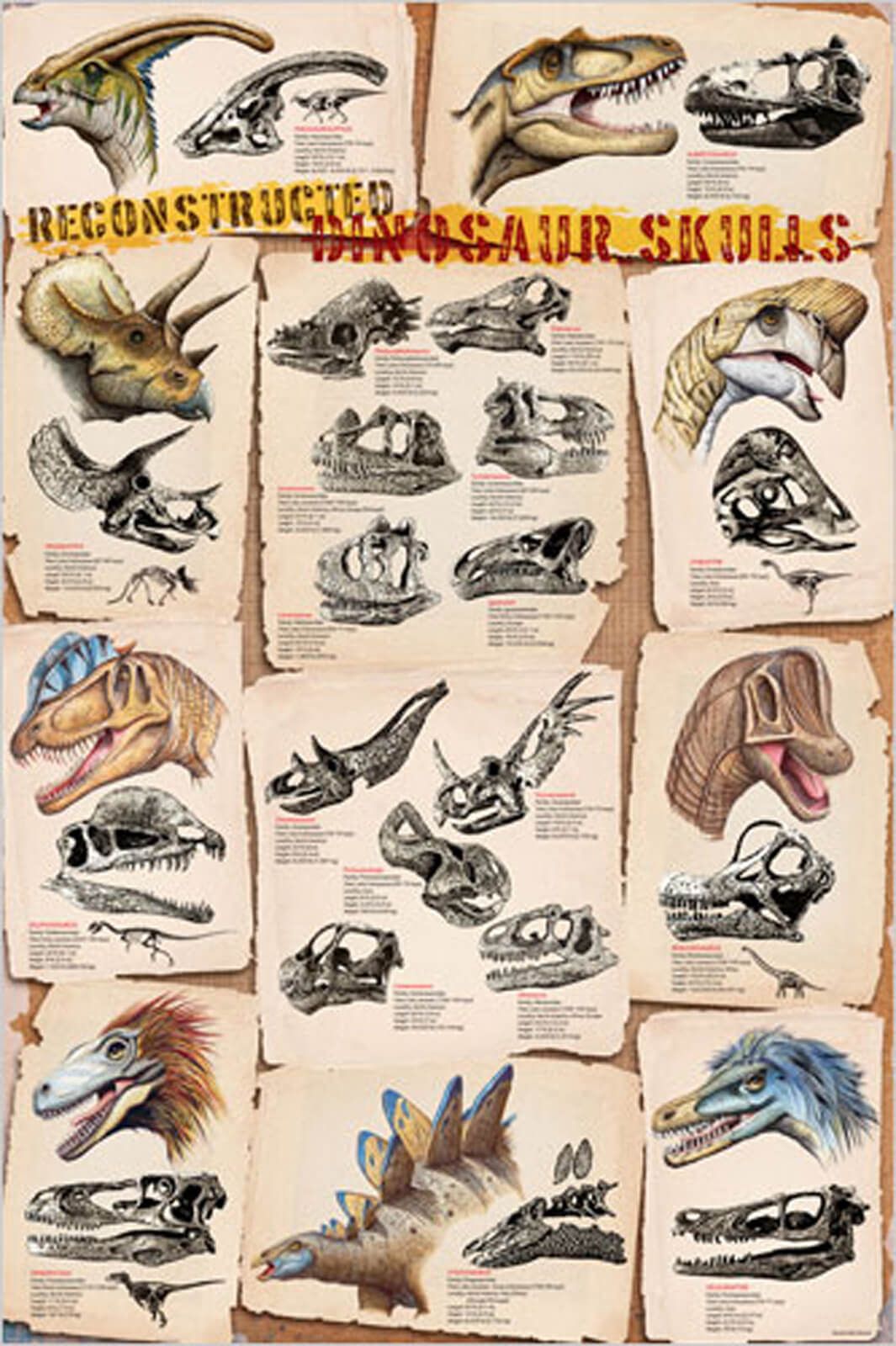 Dinosaur Skulls Poster 